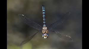 Attēlu rezultāti vaicājumam “Aeshna mixta”