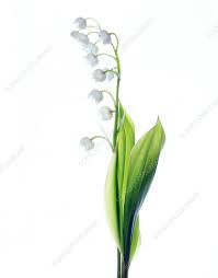 Attēlu rezultāti vaicājumam “Convallaria majalis flower”