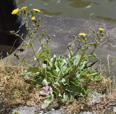 Attēlu rezultāti vaicājumam “Hieracium vulgatum”