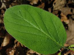 Attēlu rezultāti vaicājumam “Lonicera xylosteum leaf”