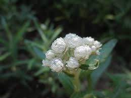 Attēlu rezultāti vaicājumam “Anaphalis margaritacea leaf”