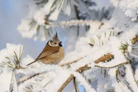 Attēlu rezultāti vaicājumam “Lophophanes cristatus adult”