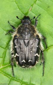 Attēlu rezultāti vaicājumam “Oxythyrea funesta imago”