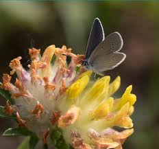 Attēlu rezultāti vaicājumam “Cupido minimus”