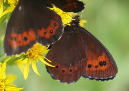 Attēlu rezultāti vaicājumam “Erebia ligea”