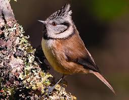 Attēlu rezultāti vaicājumam “Lophophanes cristatus adult”
