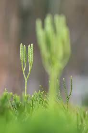 Attēlu rezultāti vaicājumam “Diphasiastrum tristachyum”