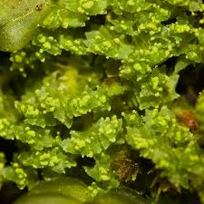 Attēlu rezultāti vaicājumam “Lophozia ascendens”