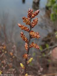 Attēlu rezultāti vaicājumam “Myrica gale fruit”