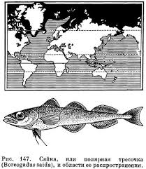 Image result for Boreogadus saida