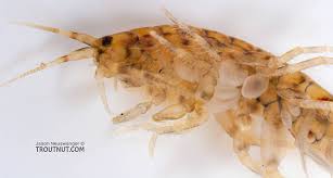 Attēlu rezultāti vaicājumam “Amphipoda”