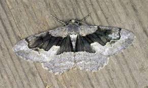 Attēlu rezultāti vaicājumam “Charissa ambiguata”