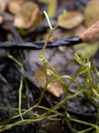 Attēlu rezultāti vaicājumam “Riccia canaliculata”