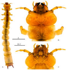 Attēlu rezultāti vaicājumam “Pyrochroidae larva”