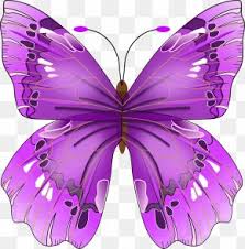 Image result for Papilionoidea