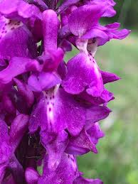 Attēlu rezultāti vaicājumam “Orchis mascula flower”