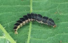 Attēlu rezultāti vaicājumam “Phosphaenus hemipterus male”