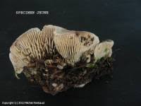 Attēlu rezultāti vaicājumam “Gloeophyllum abietinum”