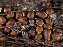 Attēlu rezultāti vaicājumam “Perichaena corticalis”