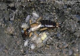 Attēlu rezultāti vaicājumam “Forficula auricularia female”