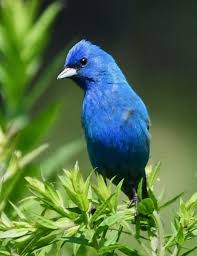 Image result for Passerina cyanea