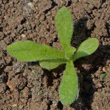 Image result for Helichrysum subulifolium