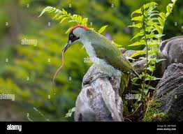 Attēlu rezultāti vaicājumam “Picus viridis”