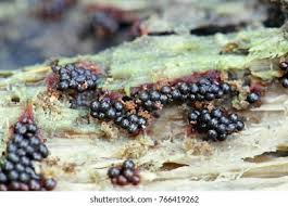 Attēlu rezultāti vaicājumam “Metatrichia vesparia”