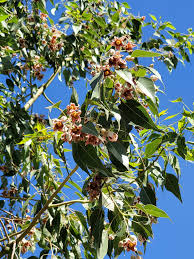 Attēlu rezultāti vaicājumam “Arthonia byssacea”