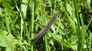 Attēlu rezultāti vaicājumam “Malacosoma neustria larva”