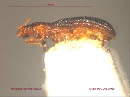 Attēlu rezultāti vaicājumam “Dienerella elongata”