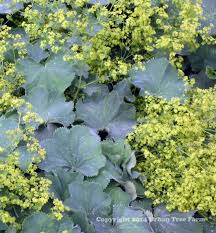 Attēlu rezultāti vaicājumam “Mollisia amenticola”