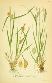 Attēlu rezultāti vaicājumam “Carex pallescens”