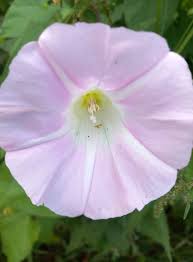 Attēlu rezultāti vaicājumam “Calystegia inflata”