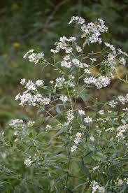 Attēlu rezultāti vaicājumam “Symphyotrichum x salignum flower”