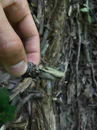 Attēlu rezultāti vaicājumam “Hymenoscyphus fructigenus var. coryli”