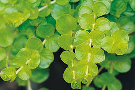 Attēlu rezultāti vaicājumam “Lysimachia nummularia leaf”