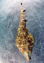 Image result for Pseudobatos lentiginosus