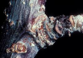 Attēlu rezultāti vaicājumam “Panonychus”