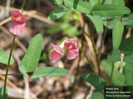 Attēlu rezultāti vaicājumam “Enteridium liceoides”
