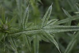 Attēlu rezultāti vaicājumam “Cirsium vulgare leaf”