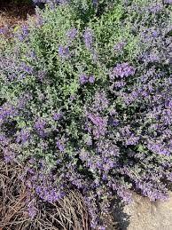 Attēlu rezultāti vaicājumam “Nepeta x faassenii leaf”