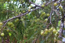 Attēlu rezultāti vaicājumam “Ribes uva-crispa fruit”