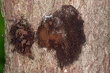 Attēlu rezultāti vaicājumam “Oligonema favogineum plasmodium”