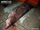 ARKive - Bramble shark videos, photos and facts - Echinorhinus brucus