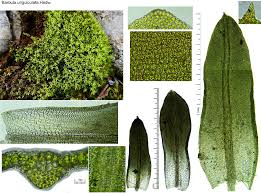 Attēlu rezultāti vaicājumam “Hygroamblystegium humile”