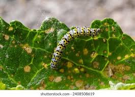 Attēlu rezultāti vaicājumam “Cucullia verbasci larva”