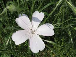 Image result for Agrostemma githago