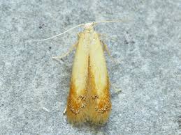 Attēlu rezultāti vaicājumam “Tischeriidae”