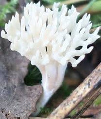 Attēlu rezultāti vaicājumam “Ramariopsis crocea”